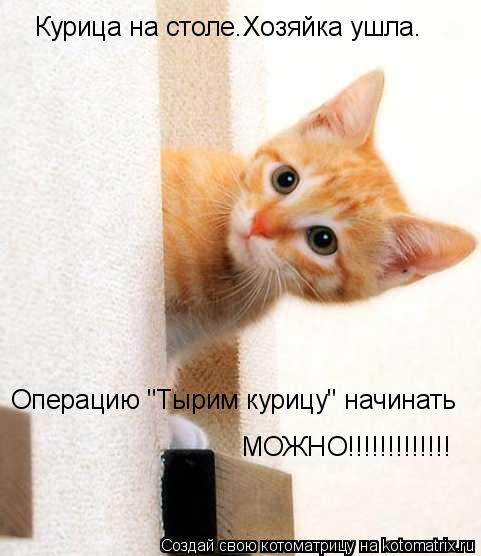 Котоматрица: Курица на столе.Хозяйка ушла. Операцию "Тырим курицу" начинать МОЖНО!!!!!!!!!!!!!