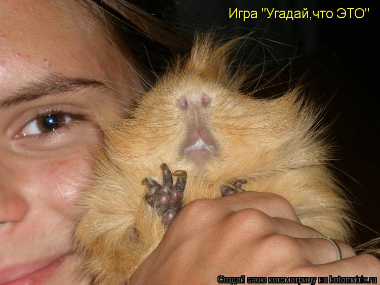Котоматрица: Игра "Угадай,что ЭТО"