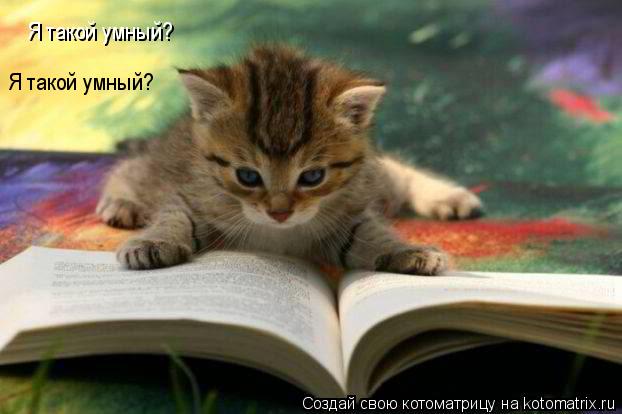 Котоматрица: Я такой умный? Я такой умный?