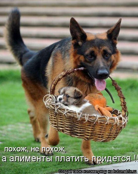 Котоматрица: похож, не похож, а алименты платить придется !!!