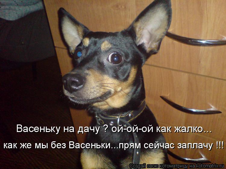 Васеньку на дачу ? ой-ой-ой как жалко... как же мы без Васеньки...прям сейчас заплачу !!!... Котоматрица: Васеньку на дачу ? ой-ой-ой как жалко... как же мы без Васеньки...прям сейчас заплачу !!!