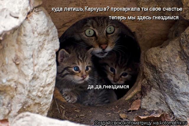 Котоматрица: куда летишь,Каркуша? прокаркала ты свое счастье теперь мы здесь гнездимся да,да,гнездимся