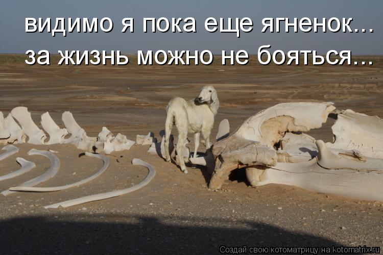 Котоматрица: видимо я пока еще ягненок... за жизнь можно не бояться...