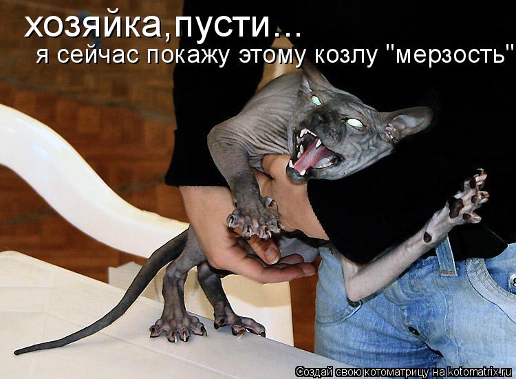 хозяйка,пусти... я сейчас покажу этому козлу "мерзость"...... Котоматрица: хозяйка,пусти... я сейчас покажу этому козлу "мерзость"...