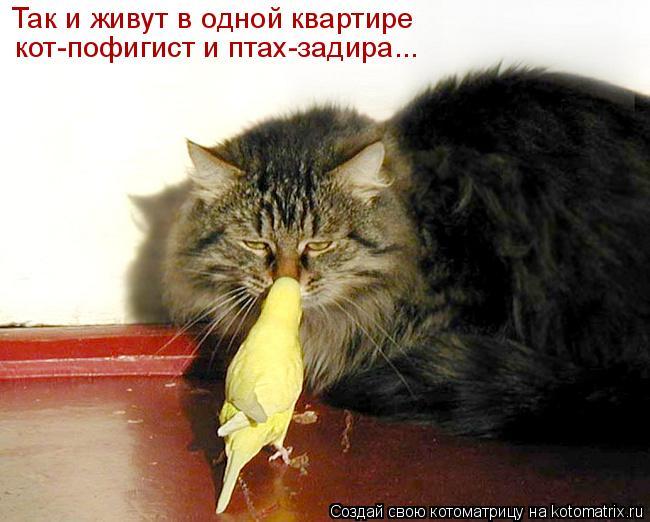 Котоматрица: Так и живут в одной квартире кот-пофигист и птах-задира...
