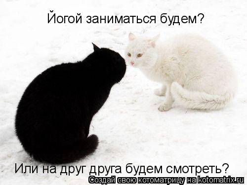 Йогой заниматься будем? Или на друг друга будем смотреть?... Котоматрица: Йогой заниматься будем? Или на друг друга будем смотреть?