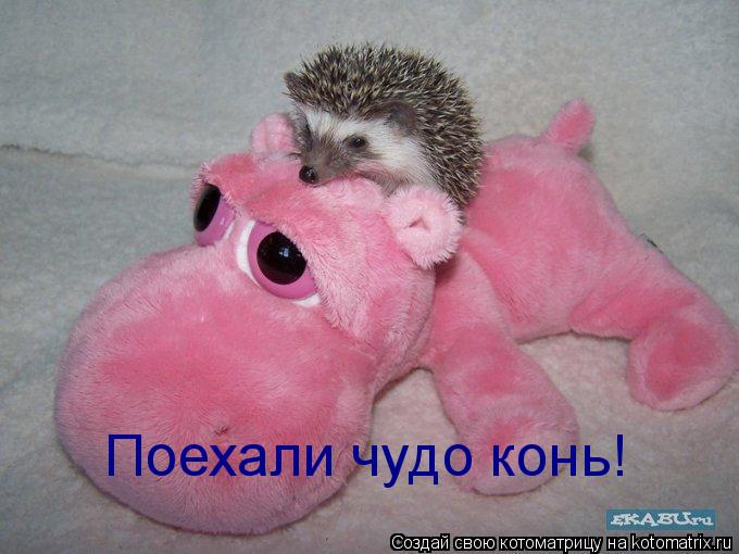 Поехали чудо конь!... Котоматрица: Поехали чудо конь!