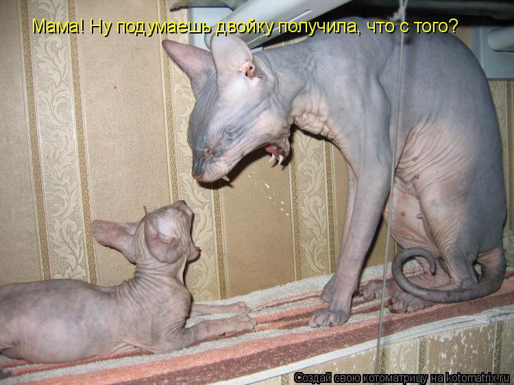 Мама! Ну подумаешь двойку получила, что с того?... Котоматрица: Мама! Ну подумаешь двойку получила, что с того?