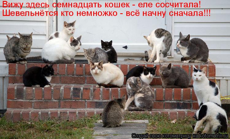 Котоматрица: Шевельнётся кто немножко - всё начну сначала!!! Вижу здесь семнадцать кошек - еле сосчитала!