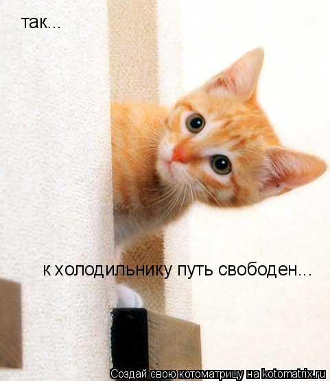 так... к холодильнику путь свободен...... Котоматрица: так... к холодильнику путь свободен...