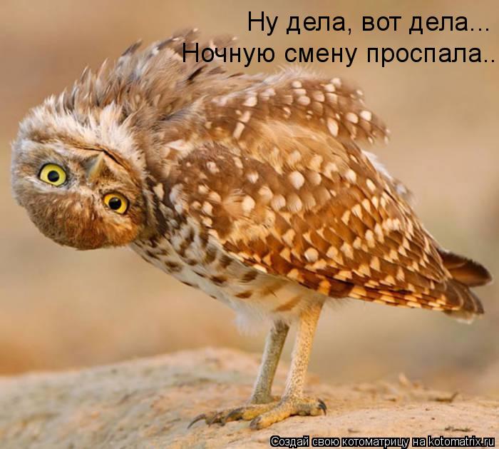 Ну дела, вот дела... Ночную смену проспала...... Котоматрица: Ну дела, вот дела... Ночную смену проспала...