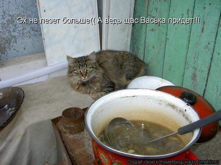Котоматрица: Эх не лезет больше(( А ведь щас Васька придет!!!