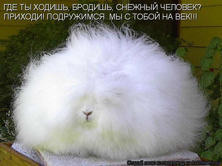 Котоматрица: ГДЕ ТЫ ХОДИШЬ, БРОДИШЬ, СНЕЖНЫЙ ЧЕЛОВЕК? ПРИХОДИ! ПОДРУЖИМСЯ  МЫ С ТОБОЙ НА ВЕК!!!