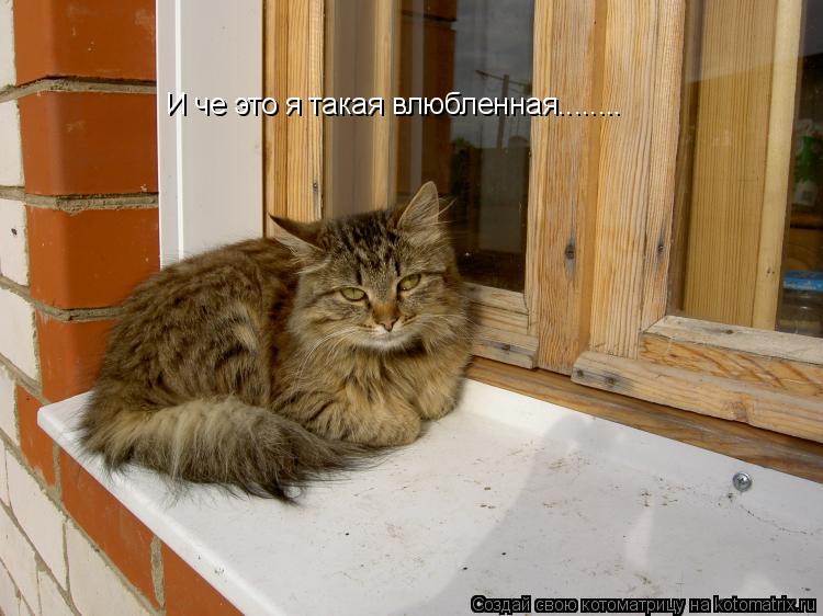 Котоматрица: И че это я такая влюбленная........