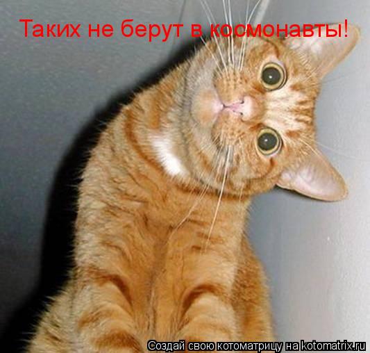 Котоматрица: Таких не берут в космонавты!