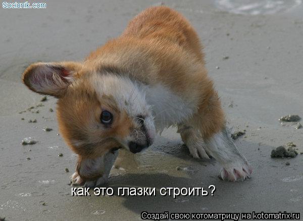 Котоматрица: как это глазки строить?