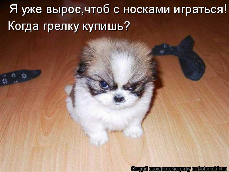 Я уже вырос,чтоб с носками играться! Когда грелку купишь?... Котоматрица: Я уже вырос,чтоб с носками играться! Когда грелку купишь?