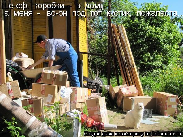 Котоматрица: Ше-еф,  коробки  -  в  дом,    а  меня  -   во-он  под  тот  кустик,  пожаласта...