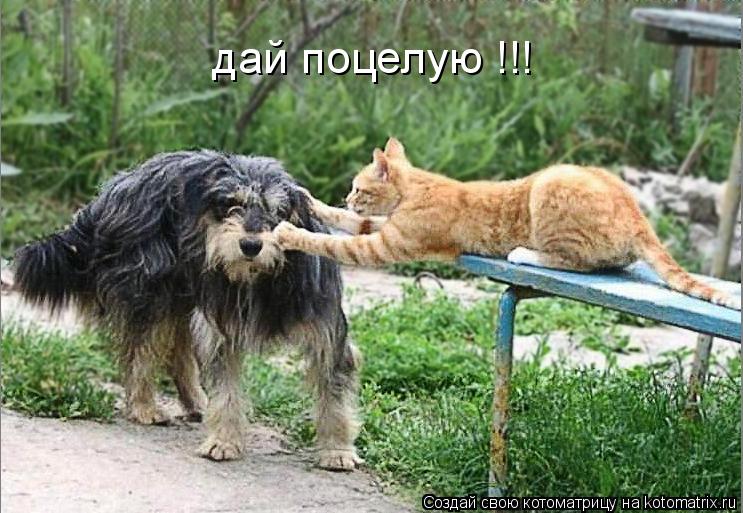 Котоматрица: дай поцелую !!!