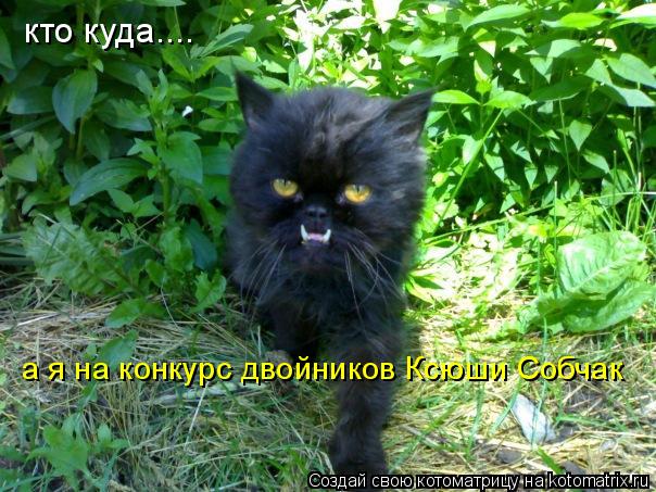 Котоматрица: кто куда.... а я на конкурс двойников Ксюши Собчак