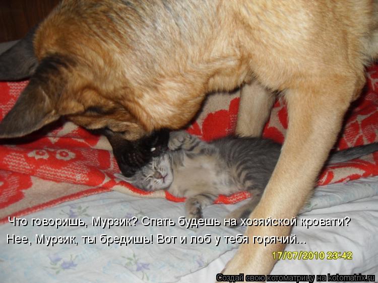 Котоматрица: Что говоришь, Мурзик? Спать будешь на хозяйской кровати?  Нее, Мурзик, ты бредишь! Вот и лоб у тебя горячий...