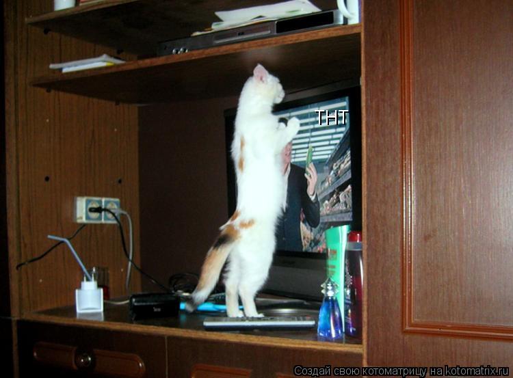 Котоматрица: ТНТ