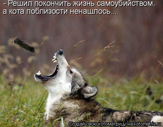 Котоматрица: - Решил покончить жизнь самоубийством , а кота поблизости ненашлось...