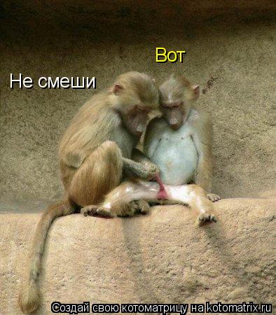 Котоматрица: Не смеши Вот