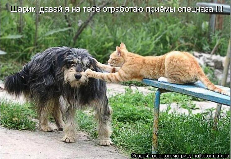 Котоматрица: Шарик, давай я на тебе отработаю приёмы спецназа !!!