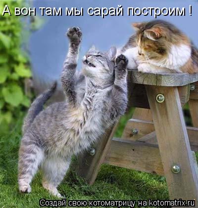 Котоматрица: А вон там мы сарай построим !