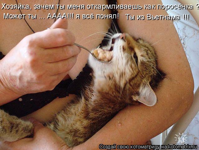 Котоматрица: Хозяйка, зачем ты меня откармливаешь как поросёнка ?! Может ты ... АААА!!! я всё понял! Ты из Вьетнама !!!