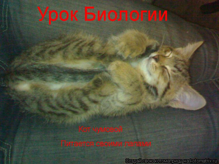 Котоматрица: Урок Биологии Кот чумовой Питается своими лапами