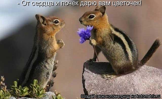 Котоматрица: - От сердца и почек дарю вам цветочек!