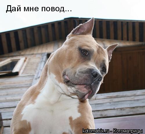 Дай мне повод...... Котоматрица: Дай мне повод...
