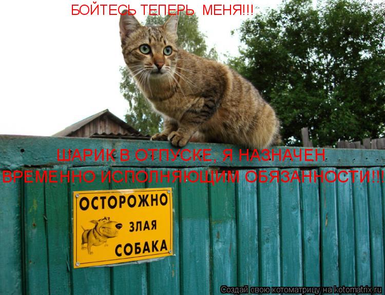 Котоматрица: БОЙТЕСЬ ТЕПЕРЬ  МЕНЯ!!! ШАРИК В ОТПУСКЕ, Я НАЗНАЧЕН ВРЕМЕННО ИСПОЛНЯЮЩИМ ОБЯЗАННОСТИ!!!