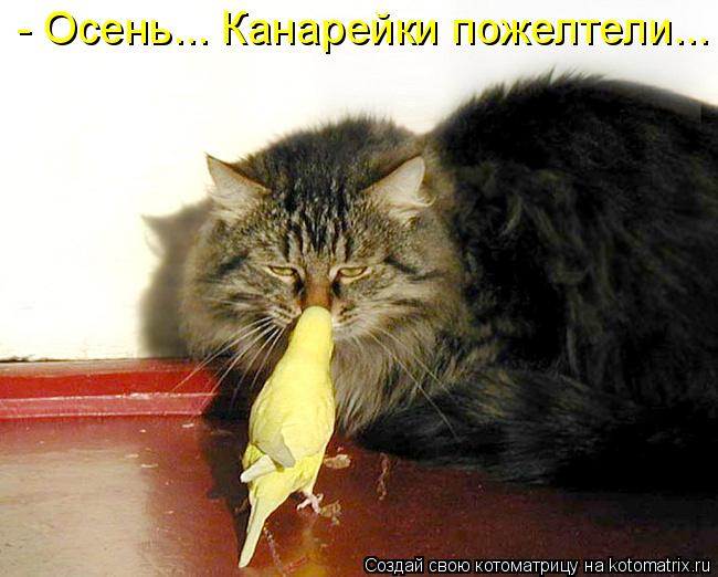 Котоматрица: - Осень... Канарейки пожелтели...