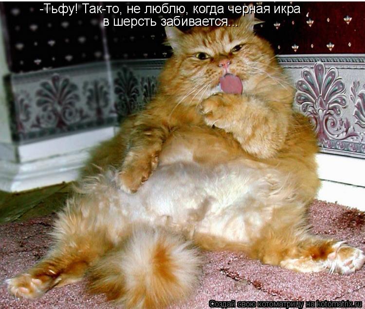 Котоматрица: -Тьфу! Так-то, не люблю, когда черная икра в шерсть забивается...