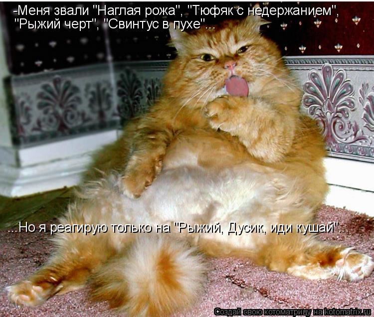 Котоматрица: -Меня звали "Наглая рожа", "Тюфяк с недержанием",  "Рыжий черт", "Свинтус в пухе"... ...Но я реагирую только на "Рыжий, Дусик, иди кушай"...