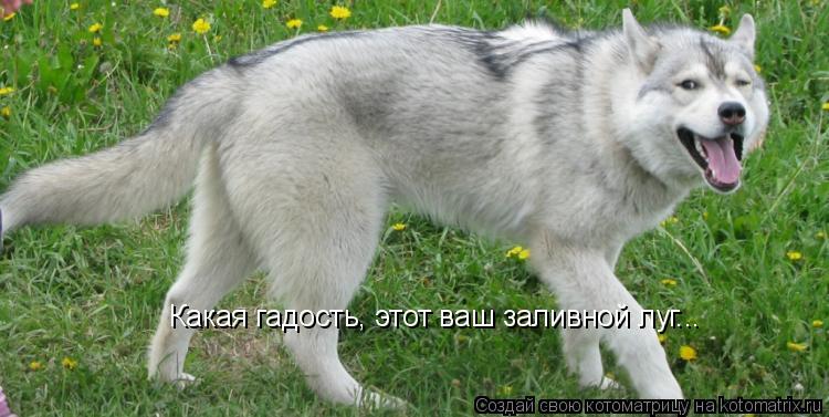 Котоматрица: Какая гадость, этот ваш заливной луг...
