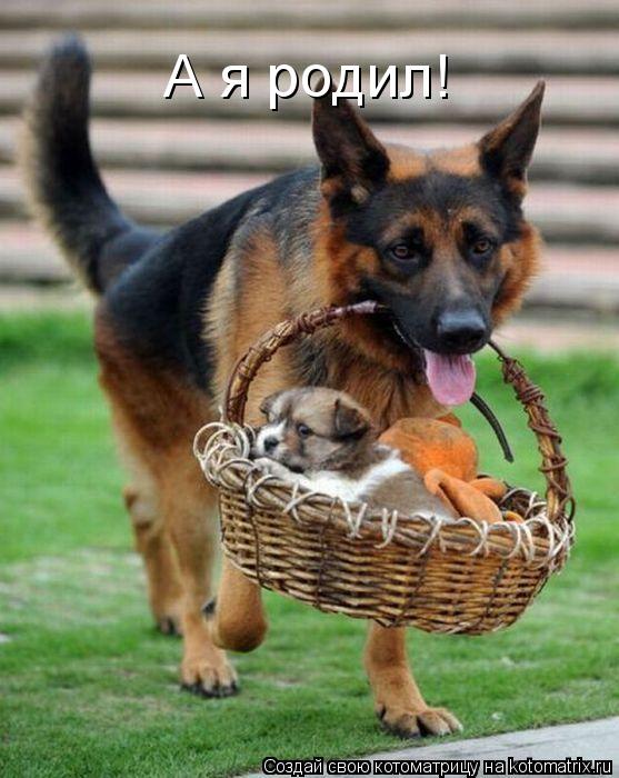 Котоматрица: А я родил!