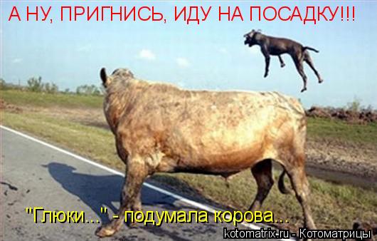 Котоматрица: А НУ, ПРИГНИСЬ, ИДУ НА ПОСАДКУ!!! "Глюки..." - подумала корова...