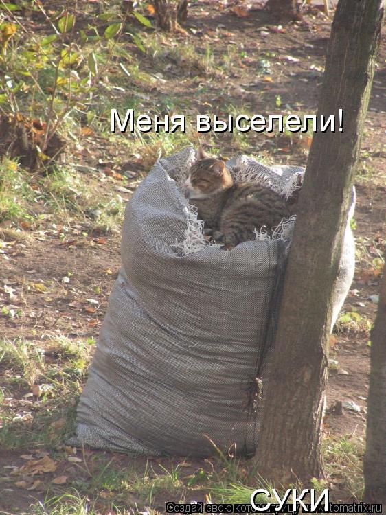 Котоматрица: Меня выселели! СУКИ