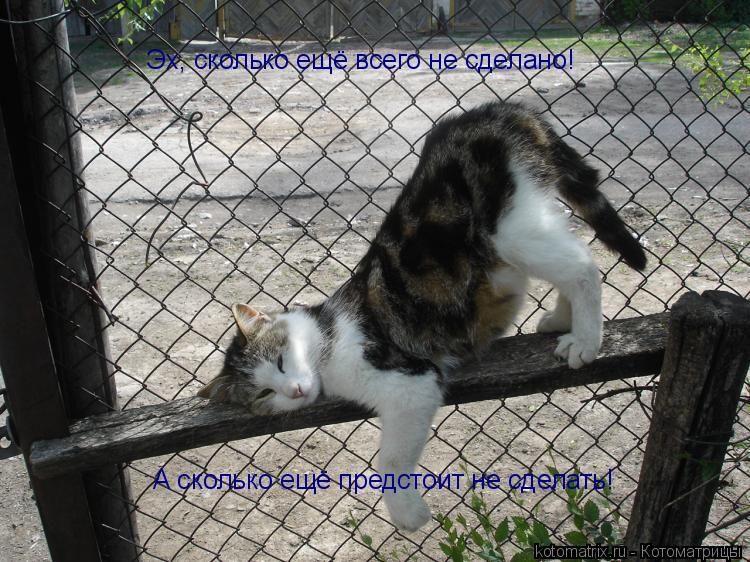 Котоматрица: Эх, сколько ещё всего не сделано! А сколько ещё предстоит не сделать!