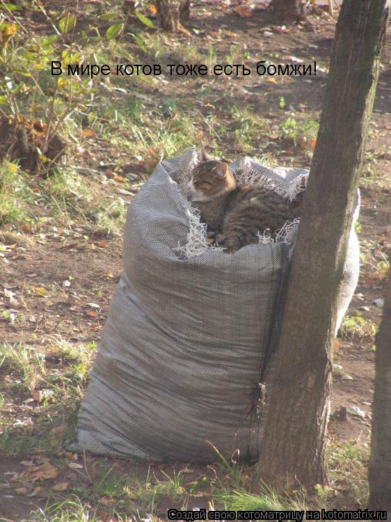 Котоматрица: В мире котов тоже есть бомжи!