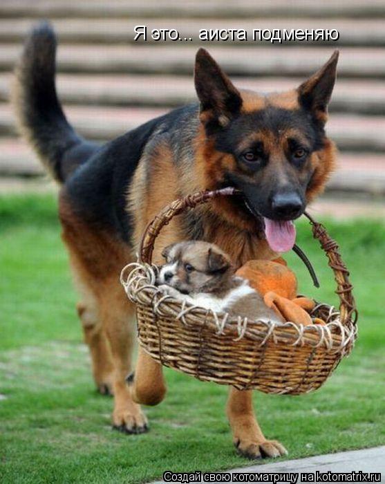 Котоматрица: Я это... аиста подменяю
