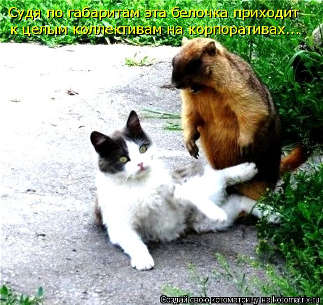 Котоматрица: Судя по габаритам эта белочка приходит к целым коллективам на корпоративах...