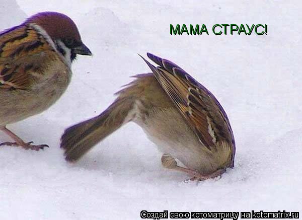 Котоматрица: МАМА СТРАУС!