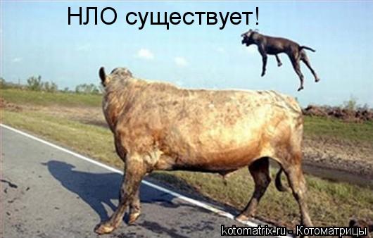 Котоматрица: НЛО существует!