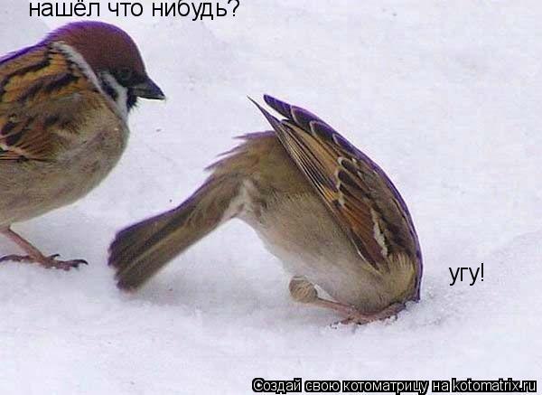 Котоматрица: нашёл что нибудь? угу!