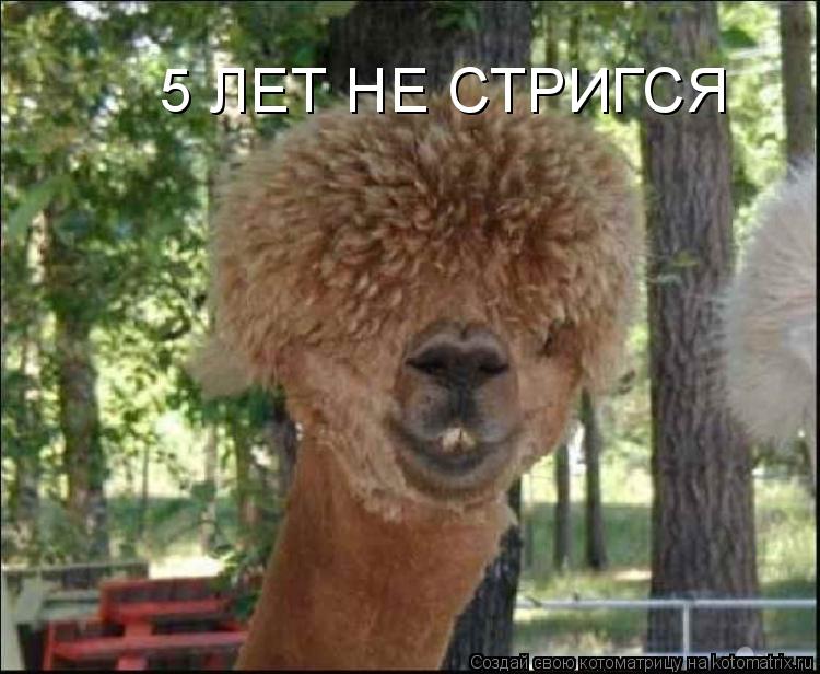 Котоматрица: 5 ЛЕТ НЕ СТРИГСЯ 5 ЛЕТ НЕ СТРИГСЯ